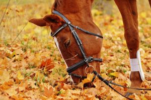 Gemeinde Amlach - Reiten