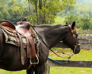 Gemeinde Amlach - Reiten