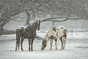 Gemeinde Amlach - Reiten