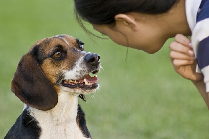 Landespolizeigesetz – Hundehaltung