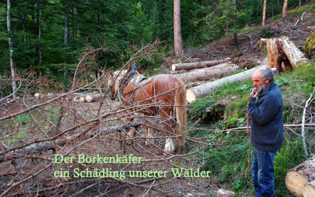 Der Borkenkäfer – ein Schädling unserer Wälder