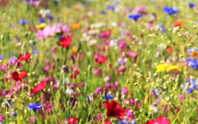 2. Amlacher Gartenstammtisch*** Mittwoch, 22. Mai 2024 – 18.00 Uhr