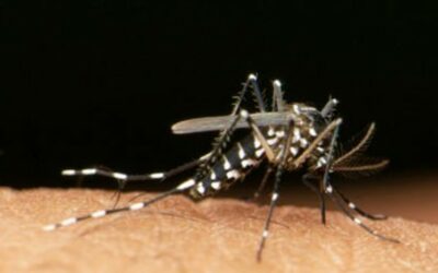 Tigermücke – Bekämpfung