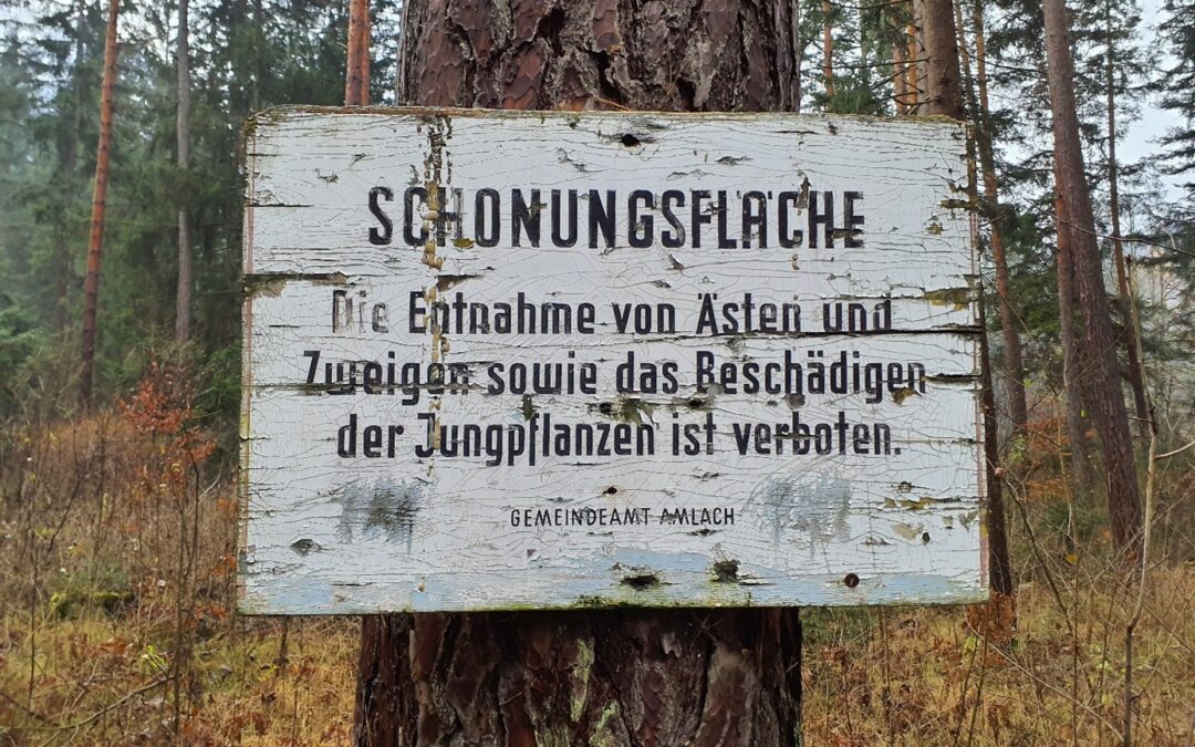 Verjüngung Amlacher Waldele – Jungbäume beschädigt