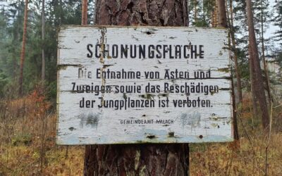 Verjüngung Amlacher Waldele – Jungbäume beschädigt