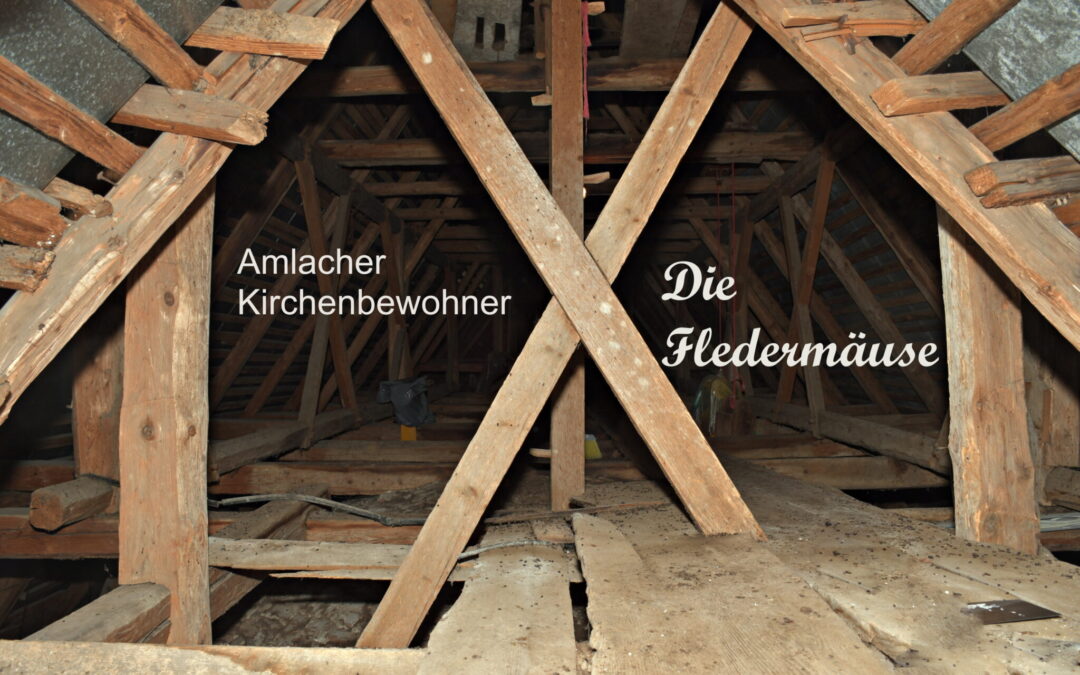 Fledermäuse in der Kirche Amlach
