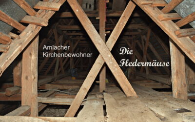Fledermäuse in der Kirche Amlach